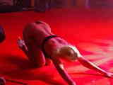 Cavaillon 2009 Krystal Wallas 01